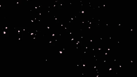 A snowstorm of cherry blossoms falling down. Stock Footage