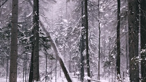 Snowstorm in the coniferous forest. Stock-Footage 106191284