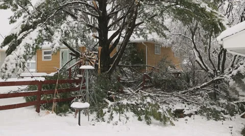 Snowstorm damage to tree and fence. Stock Footage 23116341