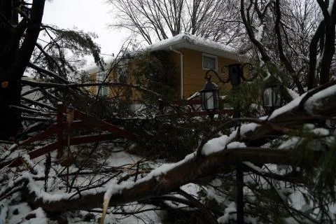 Snowstorm damage to tree. Stock Photos