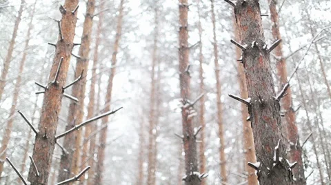 Snowstorm in the dense forest Stock Footage 34643123