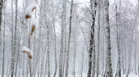 Snowstorm in the dense forest Stock Footage 34643128