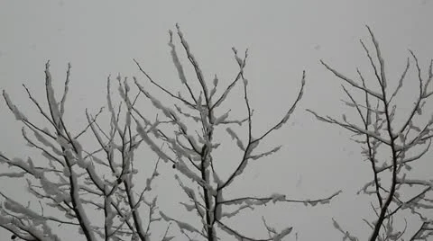 Snowstorm Stock Footage 22247054