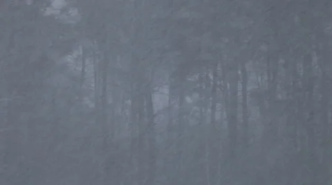 Snowstorm on a foreground of dark forest Vídeos de archivo 58501756