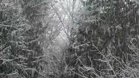 Snowstorm in the forest Stock Footage 20794184