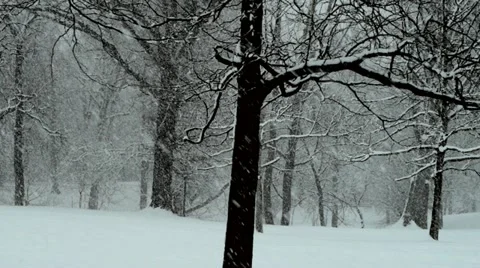 Snowstorm in forest Stock-Footage 21254992