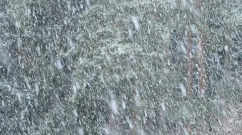 Snowstorm in the forest Video stock 46550438