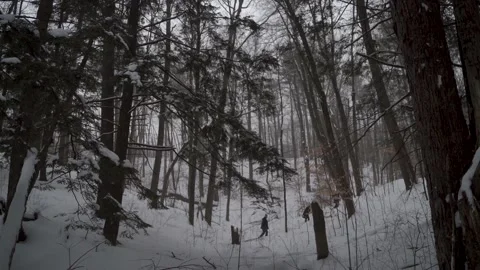 Snowstorm in a forest Stock Footage 149895247