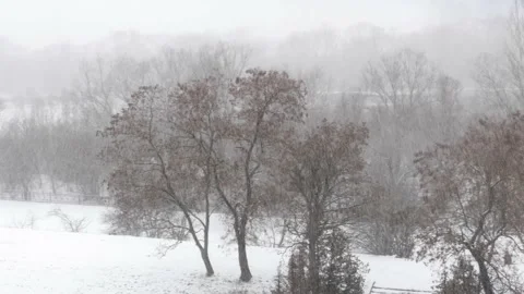 Snowstorm in the forest Video stock 170795161