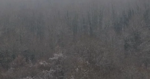 Snowstorm in the forest. forest landscape in winter with falling snow Stock Footage 317657832