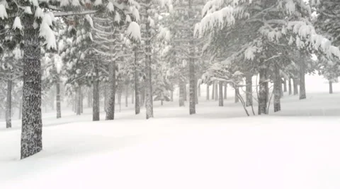 Snowstorm in Forest Panning up and down Video stock 58899081