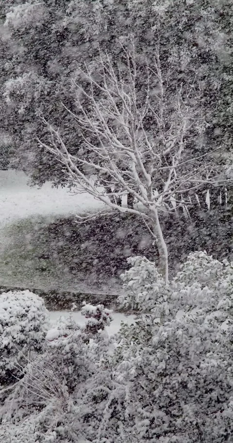 Snowstorm in Forest with Wind – Static Shot Stock Footage 327560582