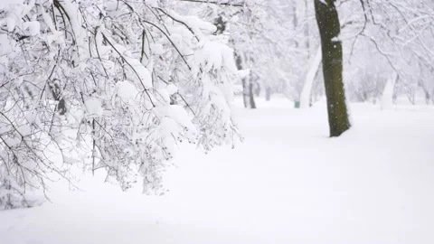 Snowstorm in the forest, winter landscape. Stock-Footage 237322096