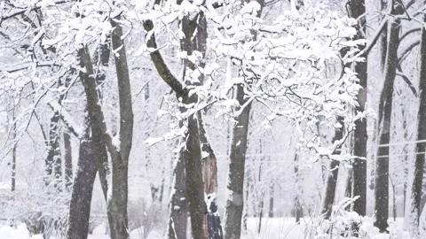 Snowstorm in the forest, winter landscape. Video stock 237322193