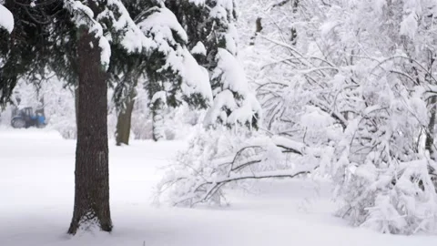 Snowstorm in the forest, winter landscape. Stock-Footage 237322306