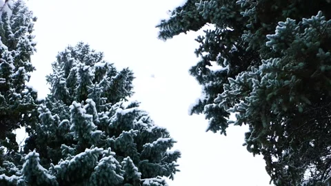 Snowstorm in the forest, winter landscape. Video stock 302367256