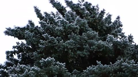 Snowstorm in the forest, winter landscape. Stock Footage 310037797