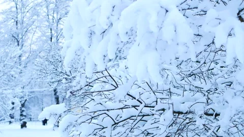 Snowstorm in the forest, winter landscape. Stock Footage 310037823