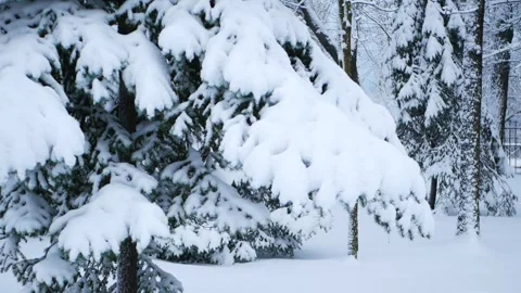 Snowstorm in the forest, winter landscape. Stock Footage 310037878