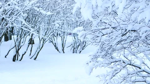 Snowstorm in the forest, winter landscape. Stock Footage 310037887