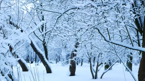 Snowstorm in the forest, winter landscape. Stock Footage 310037986