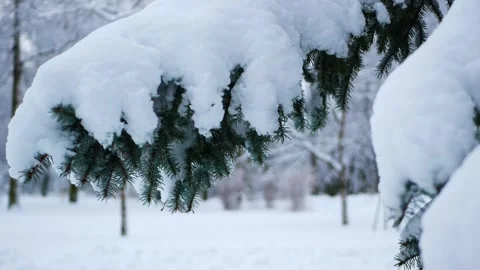 Snowstorm in the forest, winter landscape. Stock Footage 310037999