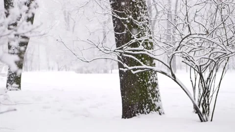 Snowstorm in the forest, winter landscape. Heavy snowfall in the city park. Video stock 235365964
