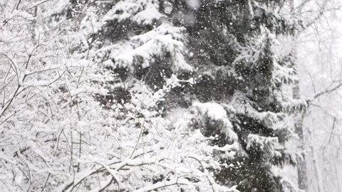 Snowstorm in the forest, winter landscape. Heavy snowfall in the city park. Stock-Footage 235366094