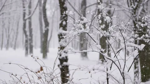 Snowstorm in the forest, winter landscape. Heavy snowfall in the city park. Stock Footage 235366697
