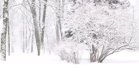 Snowstorm in the forest, winter landscape. Heavy snowfall in the city park. Stock Footage 235367189