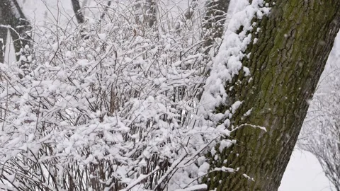 Snowstorm in the forest, winter landscape. Heavy snowfall in the city park. Stock Footage 235367763