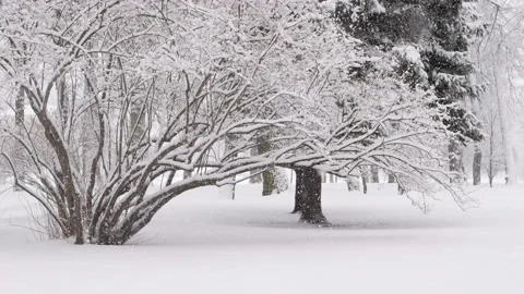 Snowstorm in the forest, winter landscape. Heavy snowfall in the city park. Video stock 235369075