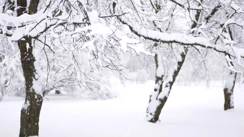 Snowstorm in the forest, winter landscape. Heavy snowfall in the city park. Stock Footage 254064184