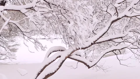 Snowstorm in the forest, winter landscape. Heavy snowfall in the city park. Stock-Footage 257345689