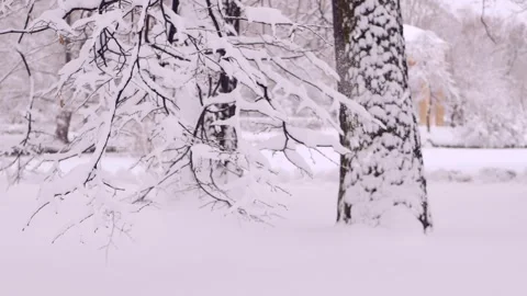 Snowstorm in the forest, winter landscape. Heavy snowfall in the city park. 動画素材 257345959