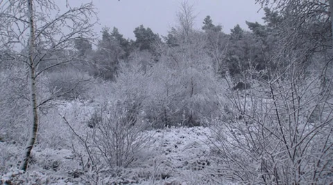 Snowstorm in forest + zoom in Stock Footage 33662178