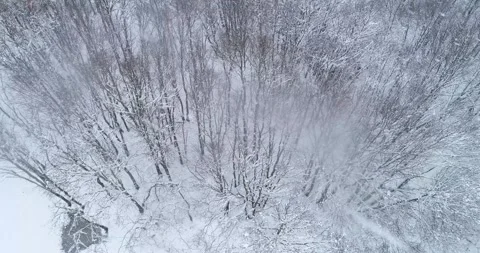Snowstorm in an oak forest as seen from a drone, aerial video Stock Footage 295158986