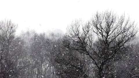Snowstorm over the park Stock Footage 157788101