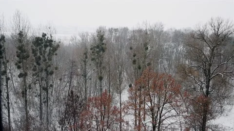 Snowstorm over the park Stock Footage 157788135