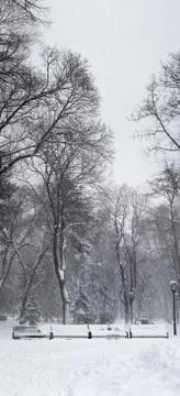 Snowstorm in the park Foto stock