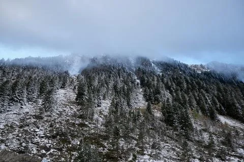 Snowstorm in the pine forest 스톡 사진