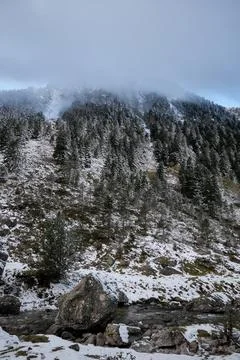 Snowstorm in the pine forest 스톡 사진