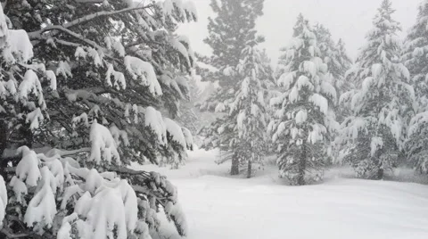 Snowstorm &amp; Snow Covered Trees 스톡 동영상 58899382