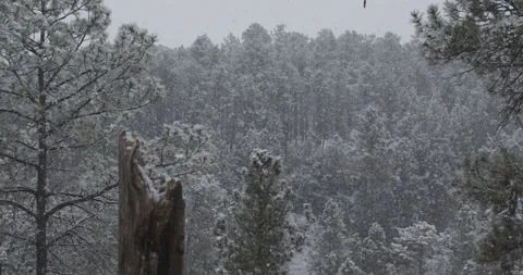 Snowstorm Snow Falling in Pine Forest in North American Black Hills in Winter Stock Footage 149438083