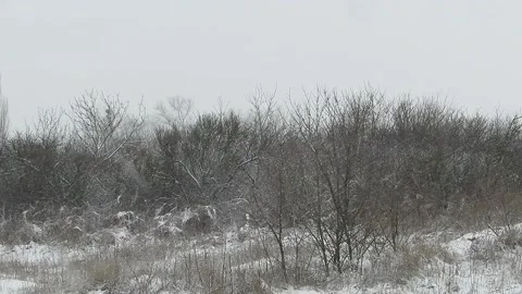 Snowstorm is snowing in winter Stock Footage 149185704