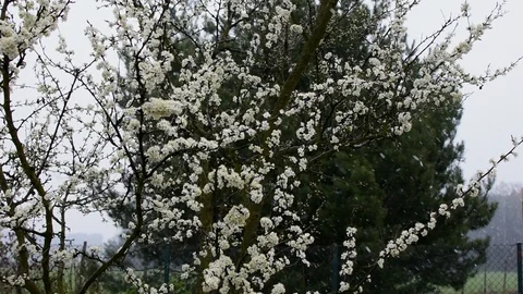 Snowstorm in spring Stock-Footage 106282109