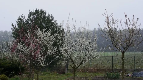 Snowstorm in spring 스톡 동영상 106282111