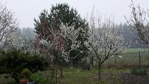 Snowstorm in spring Stock-Footage 106282119