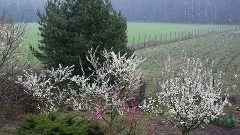 Snowstorm in spring Stock-Footage 106282159