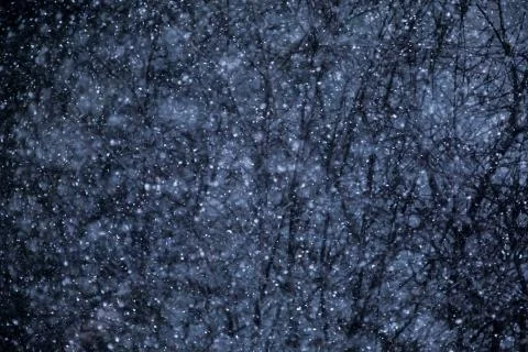 Snowstorm Texture with Forest Branches in Background Stock-Fotos